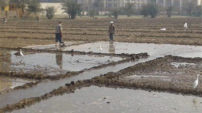 أمين الري بالشيوخ: نقص المياه هو العمود الفقري لمشكلة الزراعة في مصر 