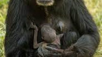 أمهات القرود تحمل جثة رضيعها المتوفي لشهور (دراسة)