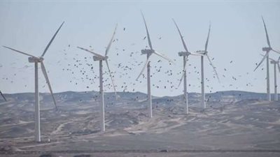 رئيس هيئة الطاقة المتجددة يكشف الإجراءات الخاصة بحماية الطيور من التوربينات الكهربائية