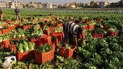 هل الخريطة الصنفية تنقذ المحاصيل الزراعية من تغيرات المناخ؟