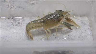 قادمة من مياه المسيسبي.. كيف استغل المصريون الإستاكوزا الأمريكية بعد غزوها نهر النيل؟