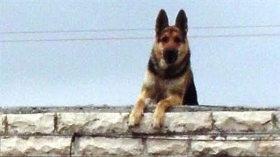 كان بيلعب مع الكلب.. تفاصيل سقوط طفل في منور برج سكني ببورسعيد