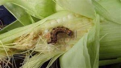 «زراعة سوهاج»: بدء حصاد الذرة الشامية ونسبة الإصابة بـ 