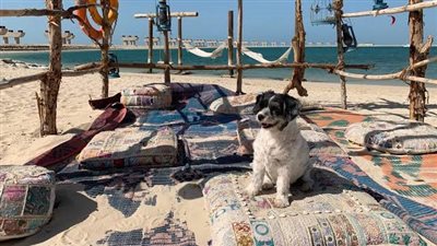 تنشيطا للسياحة.. شاطئ بورسعيد يشهد أكبر تجمع لـ الحيوانات الأليفة غدًا