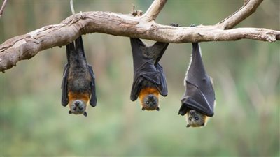 ارتفاع معدلات الإصابة بفيروس نيباه في الهند