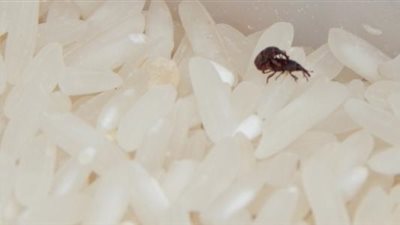 بـ 3 حيل.. رئيس لجنة سلامة الغذاء تكشف طرق التخلص من سوس الأرز