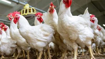 أسعار بورصة الدواجن اليوم الاثنين 4 -10-2021 