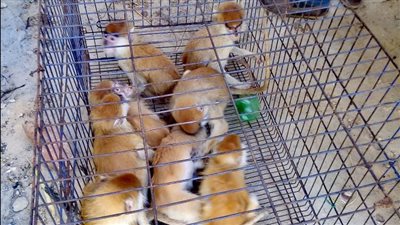 هل هناك عقوبة رادعة على صيد الحيوانات البرية والاتجار فيها؟.. قانون المحميات الطبيعية يجيب