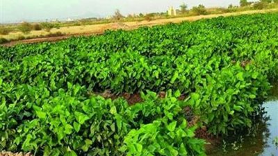 اجتماع طارئ بغرفة القاهرة للحفاظ على ضبط سوق المحاصيل الزراعية