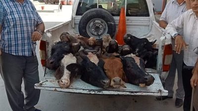 تموين الفيوم: ضبط 17 رأس ماشية مذبوحة خارج المجازر الحكومية |صور