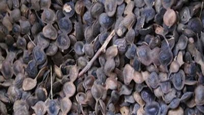  فوائد عشبة القرض العلاجية.. تعرف عليها