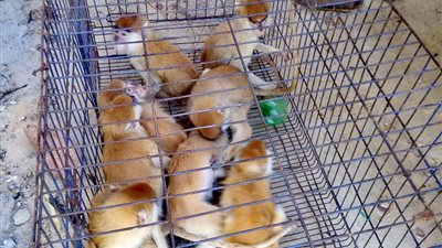 بعد حملة وزارة البيئة.. تعرف على معاهدة سايتس للتجارة الدولية للحيوانات البرية 