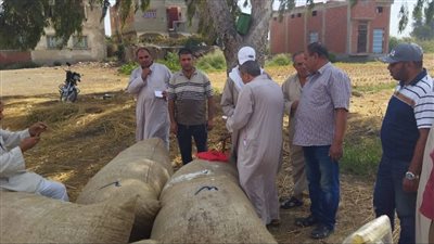 زراعة كفر الشيخ: قنطار القطن بـ 4590 جنيهًا في 70 مركز تجميع | صور 