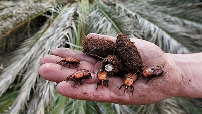 نقيب الفلاحين: سوسة النخيل سبب ارتفاع أسعار البلح هذا العام 