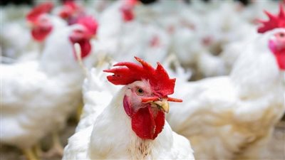 الفراخ البيضاء بـ32 والبلدية بـ52 جنيهًا.. ارتفاع أسعار الطيور والدواجن بالأسواق