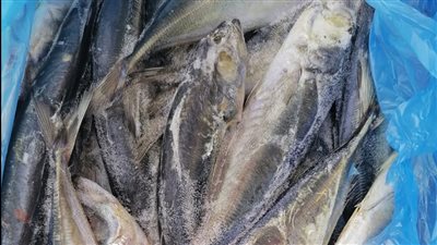 ضبط 14 طن أسماك مجمدة غير صالحة للاستهلاك الآدمي في البحيرة