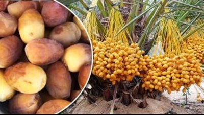 تعرف على فوائد البلح الأحمر والأصفر مع بدء موسم حصاده