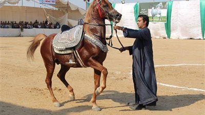 انطلاق مهرجان الخيول العربية في نسخته الـ 28 بأرض الفروسية بالشرقية