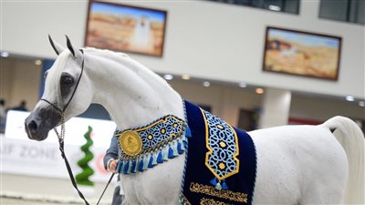 انطلاق اليوبيل الفضي لـ مهرجان الخيول العربية الأصيلة بالشرقية
