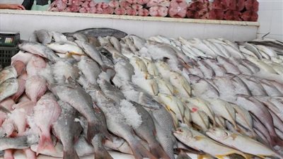البلطي بـ 26 جنيهًا للكيلو.. جولة بسوق السمك بمحافظة الجيزة