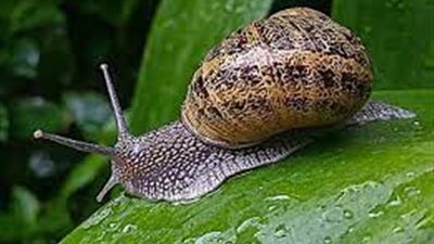 انتشار الحلزونات.. كيف أثرت التقلبات المناخية على بساتين الفاكهة؟