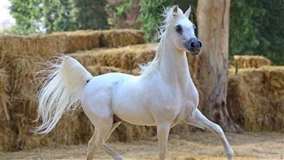 77 جوادًا تتنافس للفوز بـ لقب ملك جمال الخيل
