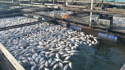 نائب وزير الزراعة يكشف أهمية إنشاء جهاز حماية وتنمية البحيرات والثروة السمكية | فيديو