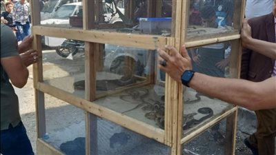 التنمية المحلية: ضبط ثعابين وزواحف وتماسيح وسلاحف خلال حملة وتسليمها لـ حديقة الحيوان