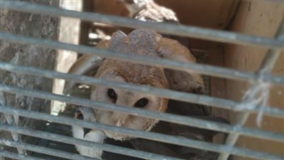 ضبط ثعابين وزواحف وتماسيح وسلاحف وتسليمها لحديقة الحيوان بالجيزة