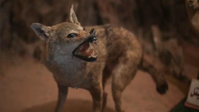 أحد تجار بيع الحيوانات المحنطة: سوق الجمعة مصدر رزق لينا