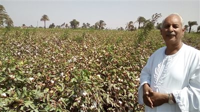نقيب الفلاحين: القطن المصري يصل لأعلى سعر منذ بداية زراعته في مصر 