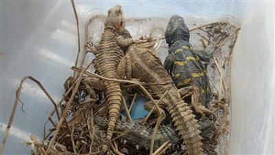 أول تعليق من حديقة الحيوان بعد ضبط ثعابين وتماسيح وسلاحف