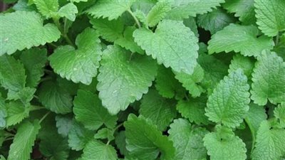 مسكن فعال للآلام.. تعرف على فوائد وأضرار عشبة المليسة