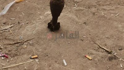 العثور على دانة من مخلفات الحرب بترعة بكفر الشيخ 