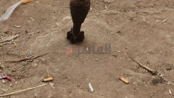 العثور على دانة من