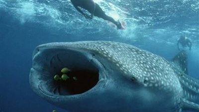 صياد تايلاندي يتحول إلى مليونير بسبب قيء حوت تكلفته مليون دولار أمريكي