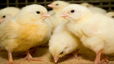 تترك في حجرات بها غاز حتى الموت.. مربو الدواجن يتخلصون من الكتاكيت بطرق بشعة لوقف الخسائر