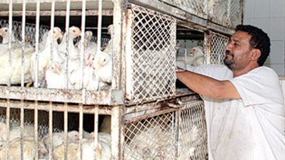 الفراخ بـ 32 والبانية بـ 70.. أسعار الدواجن اليوم الاثنين