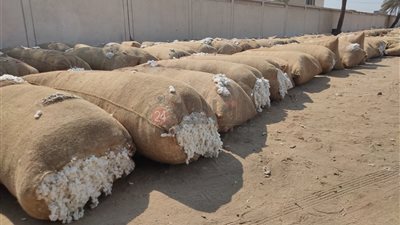 المزاد الخامس لبيع محصول القطن بالشرقية يُحقق سعر مفاجيء | صور وفيديو