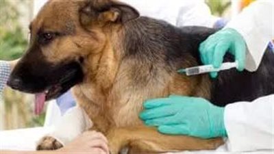 لأول مرة منذ 70 عامًا.. أمريكا تسجل أول حالة وفاة بداء الكلب