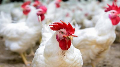 الفراخ بـ 32 جنيه والسمان بـ25 جنيهًا.. استقرار بأسعار الدواجن والطيور بالأسواق