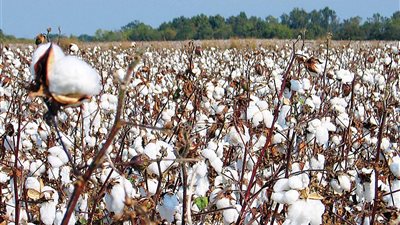 بـ 3 ألوان مختلفة.. بحوث القطن تكشف مراحل تطوير المحصول