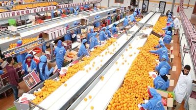  السفيرة الرومانية: طلب متزايد من مستوردين في رومانيا لاستيراد الحاصلات الزراعية المصرية عالية الجودة