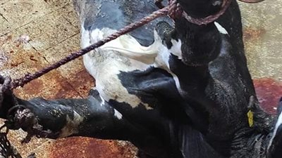 ضبط لحوم غير صالحة للاستخدام بمخزن لذبح المواشي المريضة بـ المنوفية | فيديو 