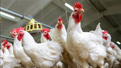 الفراخ بـ 35 جنيه والبانيه بـ 70 جنيه.. استقرار أسعار الدواجن والطيور بالأسواق