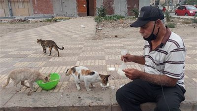عم أحمد.. سائق يُطعم القطط وجبات شبار جوابي لمدة 17 عامًا ببورسعيد: ما يغلاش عليهم | صور وفيديو