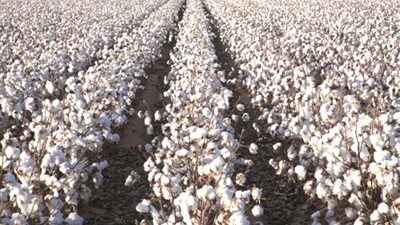 نقيب الفلاحين يكشف تحديات تواجه زراعة القطن الموسم المقبل
