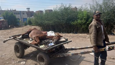 شايلني بقاله زمن.. عم حسنين يجرّ العربة مكان حصانه ويعلق: مات ولسه بسدد أقساطه | صور