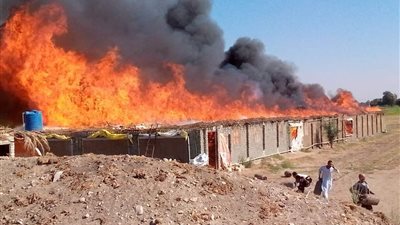 نفوق 10 آلاف كتكوت في حريق مزرعة دواجن بالشرقية