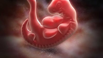 يحاكَم والداه على جريمتهما.. ما حكم إجهاض جنين الزنى؟